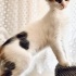 YUVA ARAYAN YAVRU KEDİ - Lana - Sakarya-İzmit-İstanbul fotoğraf