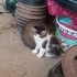 Yavru kedi bahçemizde doğdular yuva arıyoruzz fotoğraf