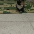 ANNESİZ KALMIŞ YUVA ARIYOR fotoğraf