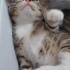 BİRBİRİNDEN YARAMAZ 4 YAVRU KEDİ 😸😻