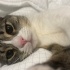 oyuncu ve sırnaşık tekir kedi fotoğraf