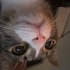 oyuncu ve sırnaşık tekir kedi fotoğraf