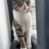 oyuncu ve sırnaşık tekir kedi fotoğraf