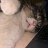 oyuncu ve sırnaşık tekir kedi fotoğraf