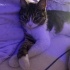 oyuncu ve sırnaşık tekir kedi fotoğraf
