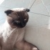 Ücretsiz Sahiplendirme fotoğraf