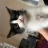 2 aylık yavru kedi yuva arıyor fotoğraf