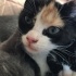 Calico yavru kedi fotoğraf