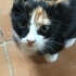 Calico yavru kedi fotoğraf