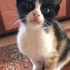 Calico yavru kedi fotoğraf