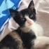 Calico yavru kedi fotoğraf