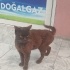 Kahve rengiyle ve zekasıyla çok dikkat çekici bir güzellik türünü hiç görmedim