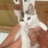 Turkish Van 3 aylık uzun tüylü fotoğraf