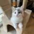 Turkish Van 3 aylık uzun tüylü fotoğraf