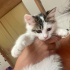 Turkish Van 3 aylık uzun tüylü fotoğraf