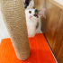 Turkish Van 3 aylık uzun tüylü fotoğraf
