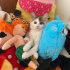 Turkish Van 3 aylık uzun tüylü fotoğraf