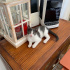 Tuxedo Smokinli Bebe 2.5 aylık Erkek Duman fotoğraf