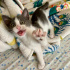 Tuxedo Smokinli Bebe 2.5 aylık Erkek Duman fotoğraf