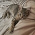 2 aylık dişi kedi ömürlük yuvasını arıyor fotoğraf