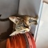 2 aylık dişi kedi ömürlük yuvasını arıyor fotoğraf