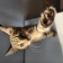 2 aylık dişi kedi ömürlük yuvasını arıyor fotoğraf