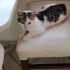 Pamuk kız yuva ariyor fotoğraf