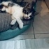 Sevimli💕bonbon ömürlük yuvasını arıyor😻 05421092084 fotoğraf
