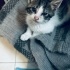 Sevimli💕bonbon ömürlük yuvasını arıyor😻 05421092084 fotoğraf