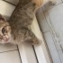 Cana yakın, minik, oyuncu fotoğraf