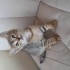 Memlekete gidecegim icin acil yuva fotoğraf