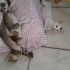 Memlekete gidecegim icin acil yuva fotoğraf