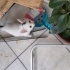 Memlekete gidecegim icin acil yuva fotoğraf