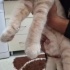 Acil sahiplendirme ilanıdır sözleşmesiz verilmeyecektir fotoğraf