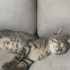 Minik Kalp Kurtarıldı, Şimdi Sahiplenilmeyi Bekliyor! fotoğraf