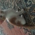İki aylık kedi yavrusu fotoğraf