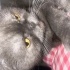 Scottish fold ücretsiz sahiplendirme