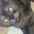 Scottish fold ücretsiz sahiplendirme fotoğraf
