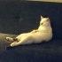 Kedim Joel, yeri gelince oyuncu yeri gelince çok sevecen bir kedi.