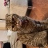 scottish fold kedi