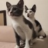 Cesur Çocuk Yuva Arıyor! (siyah-beyaz olan) fotoğraf