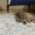 Sevimli yavrumuza yuva olmak istermisiniz fotoğraf