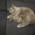 AŞILI, ÇİPLİ VE KISIR BRİTİSH SORTHAİR fotoğraf