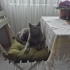 AŞILI, ÇİPLİ VE KISIR BRİTİSH SORTHAİR fotoğraf
