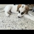 Ücretsiz sahiplenme fino labrador melez acil yuva fotoğraf