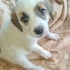 Ücretsiz sahiplenme fino labrador melez acil yuva fotoğraf