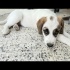 Ücretsiz sahiplenme fino labrador melez acil yuva fotoğraf