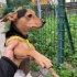 CHİHUAHUA PİNCHER KIRMASI