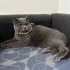 Kısır, sağlıklı ve tertemiz bir erkek kedi. Şu an geçici bir evde fotoğraf