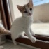Çok acil yuva !!!!! fotoğraf